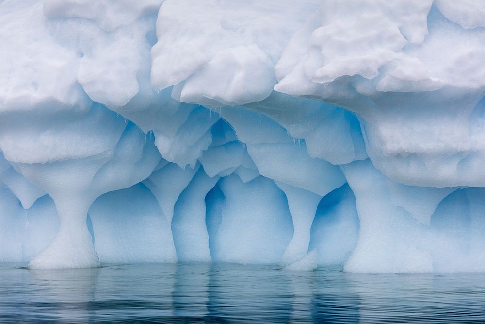Marine Life Discovered In Antarctic River Marine Life Discovered In Antarctic River