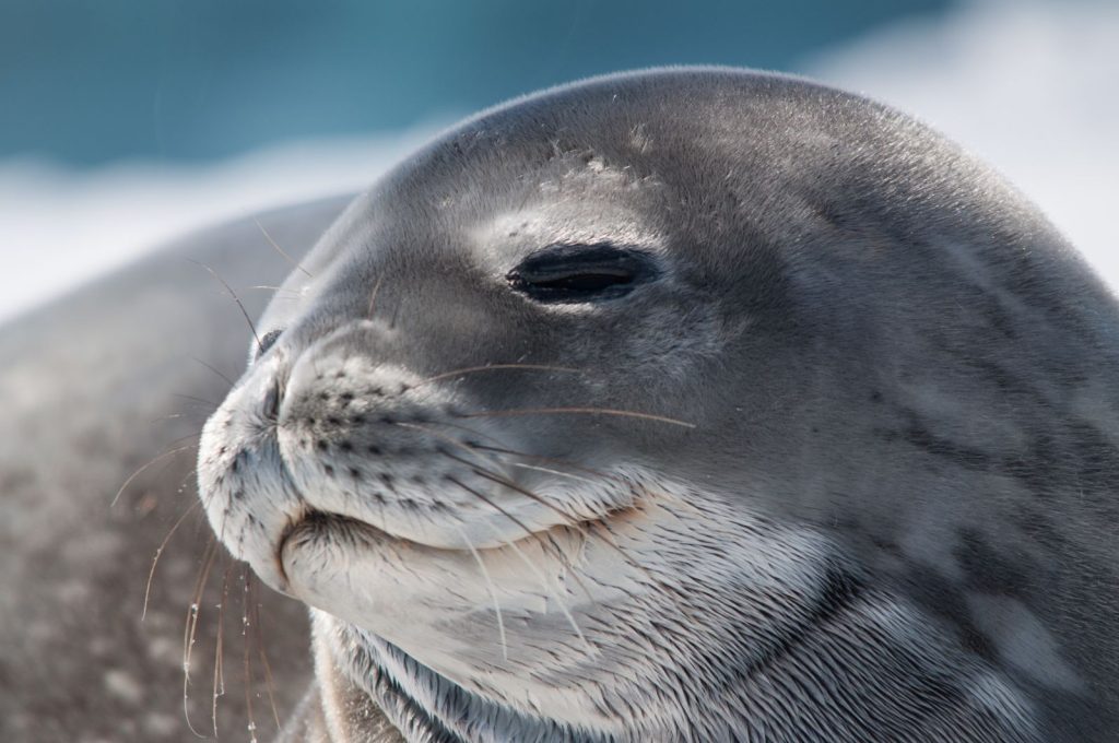 Antarctica-Seal
