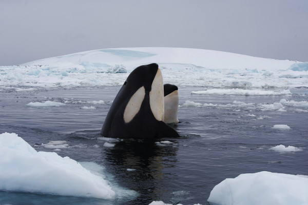 Whales-In-Antarctica