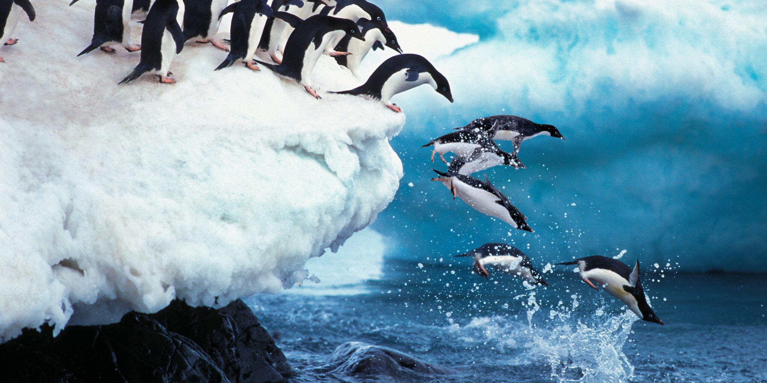 wildlife-of-antarctica wildlife-of-antarctica