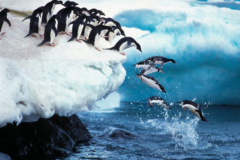 wildlife-of-antarctica wildlife-of-antarctica