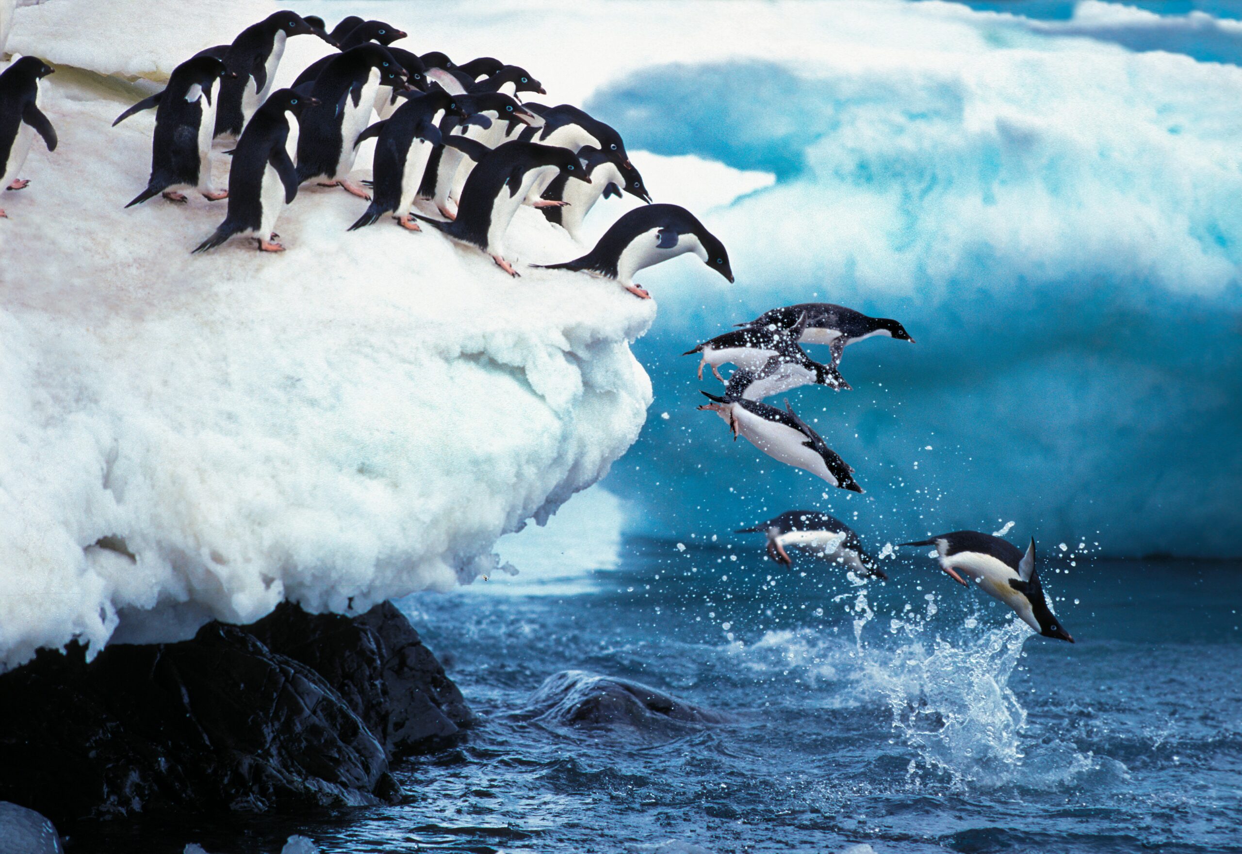 wildlife-of-antarctica wildlife-of-antarctica