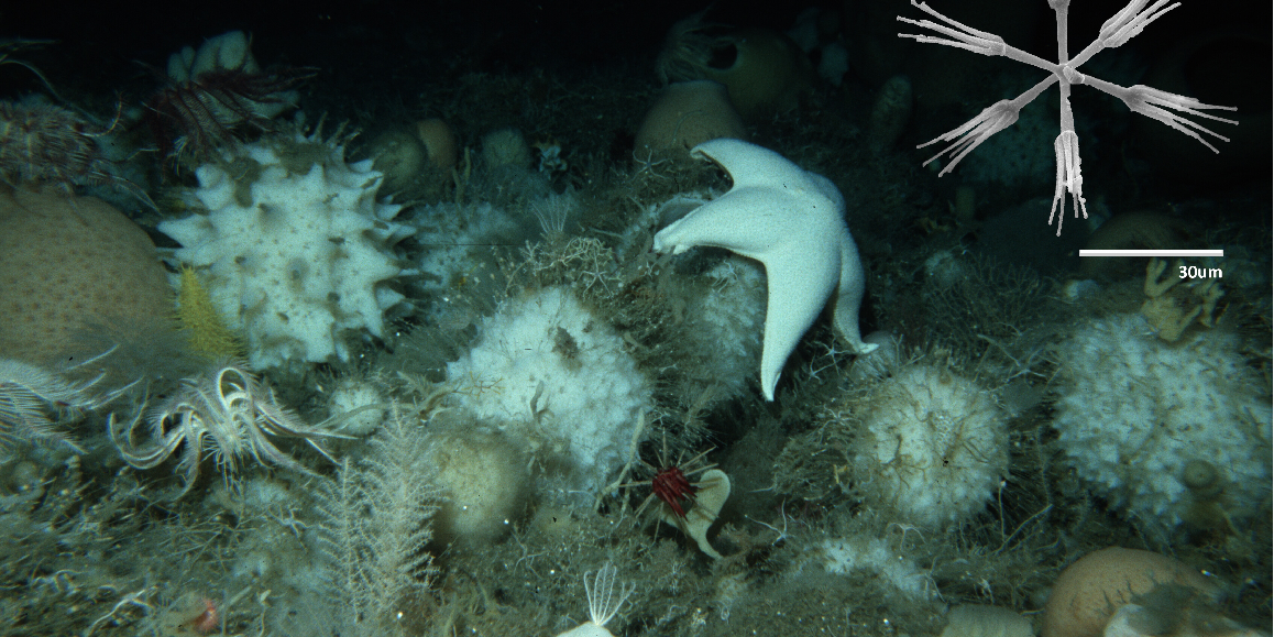 Colossal Sea Sponge of Antarctica Colossal Sea Sponge of Antarctica