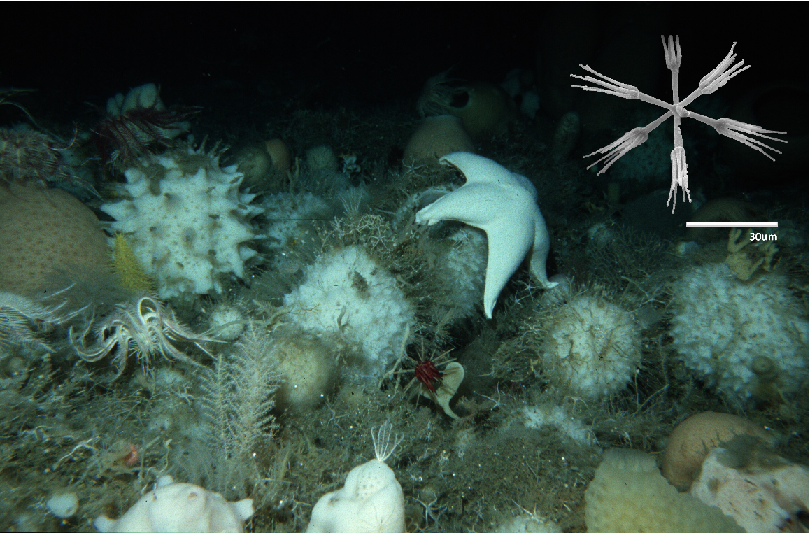 Colossal Sea Sponge of Antarctica Colossal Sea Sponge of Antarctica