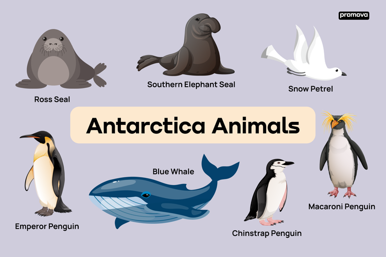 Antarctica_animals